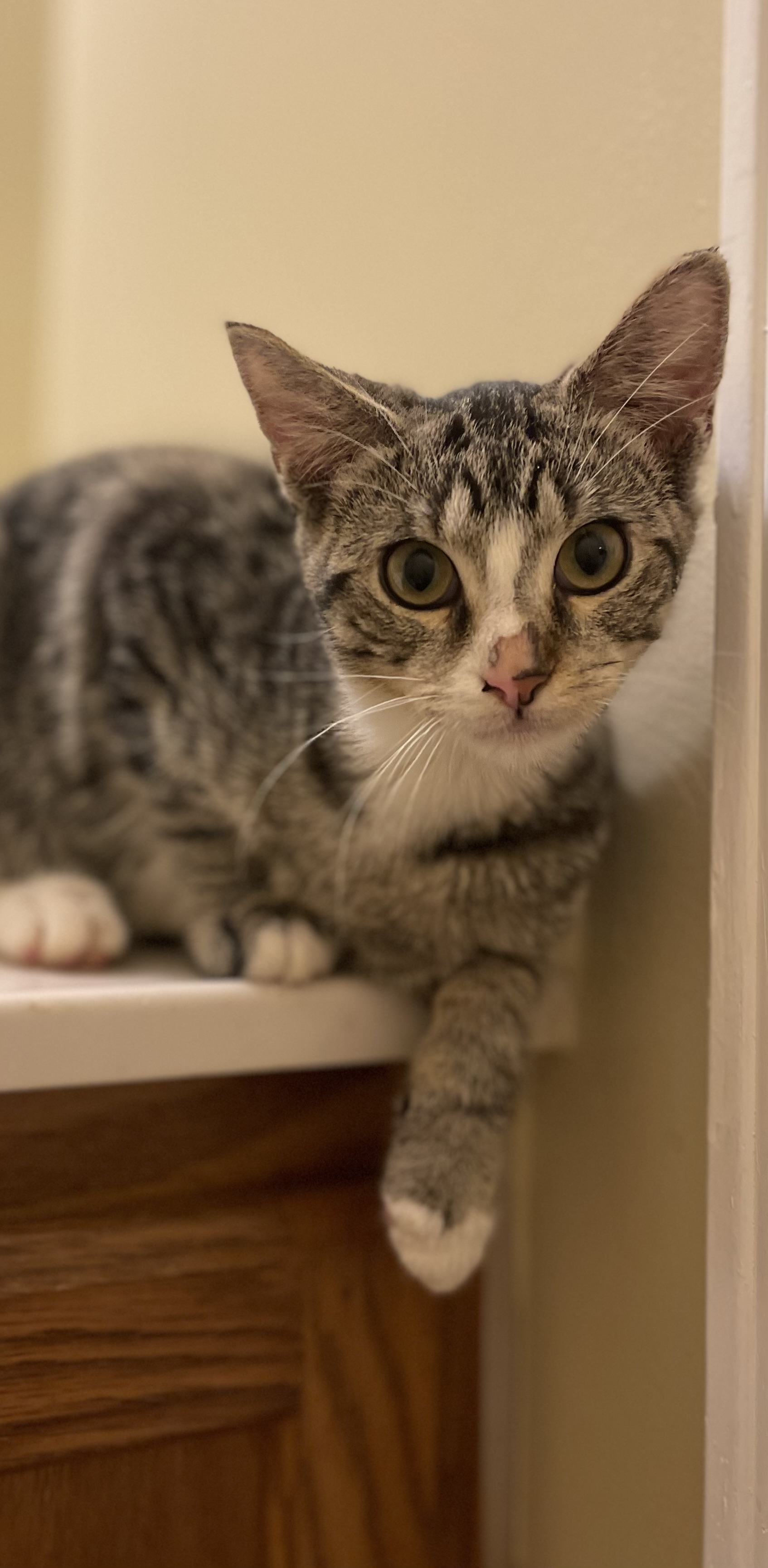 Starling, a Adoptable Domestic Short Hair in Bridgeton, NJ image 3/3