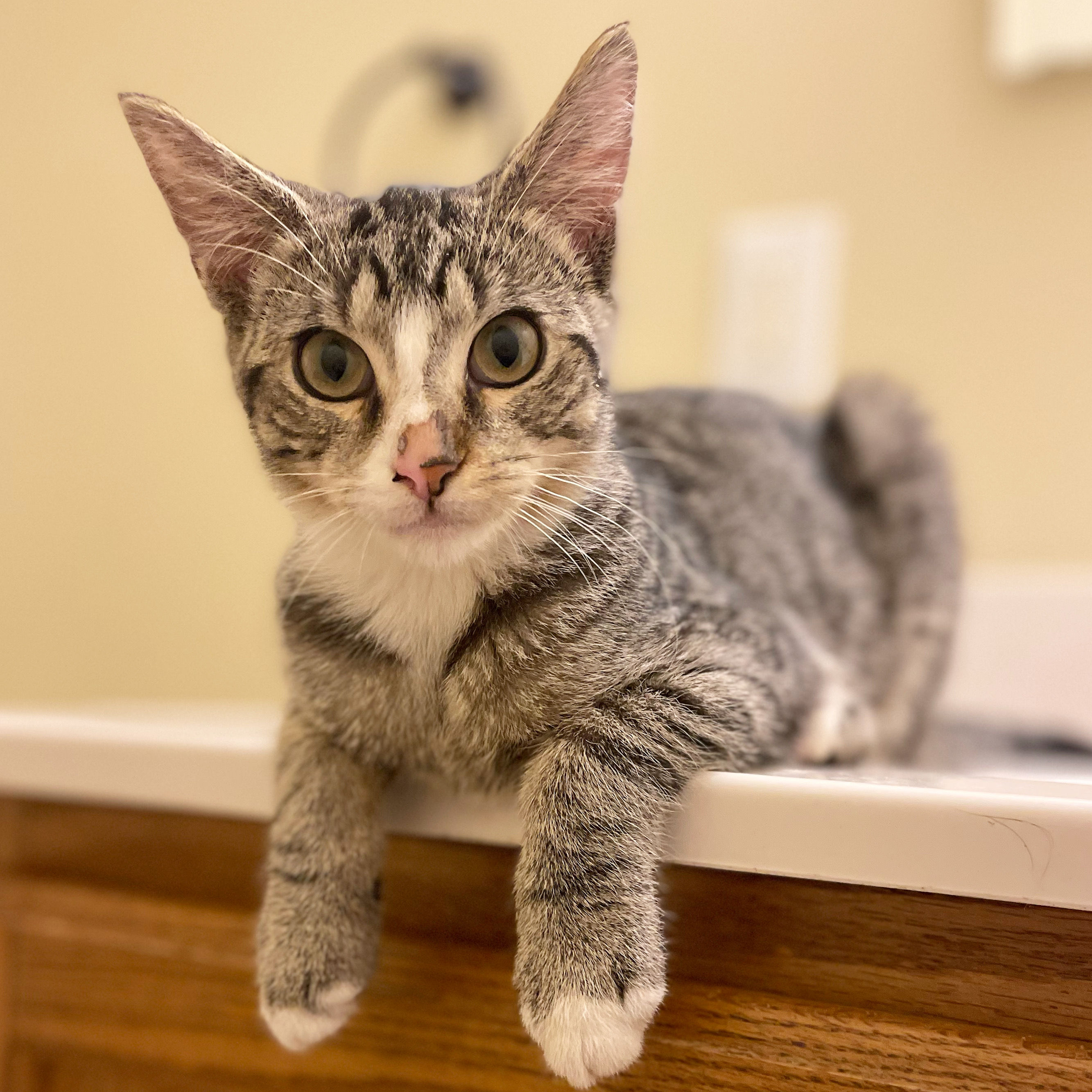 Starling, a Adoptable Domestic Short Hair in Bridgeton, NJ image 1/3