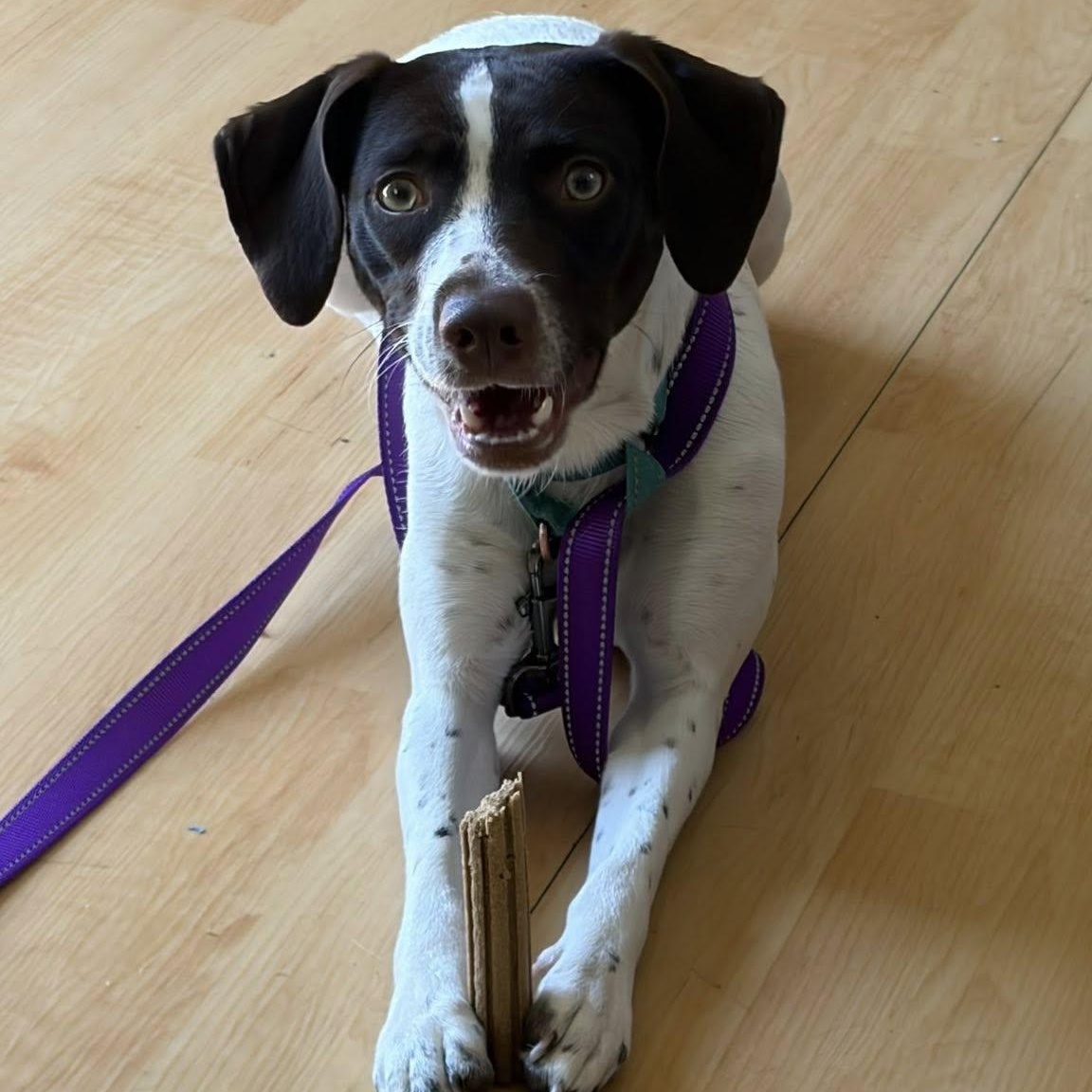 Lillian, a ADOPTABLE mixed breed in Washington, PA image 1/5