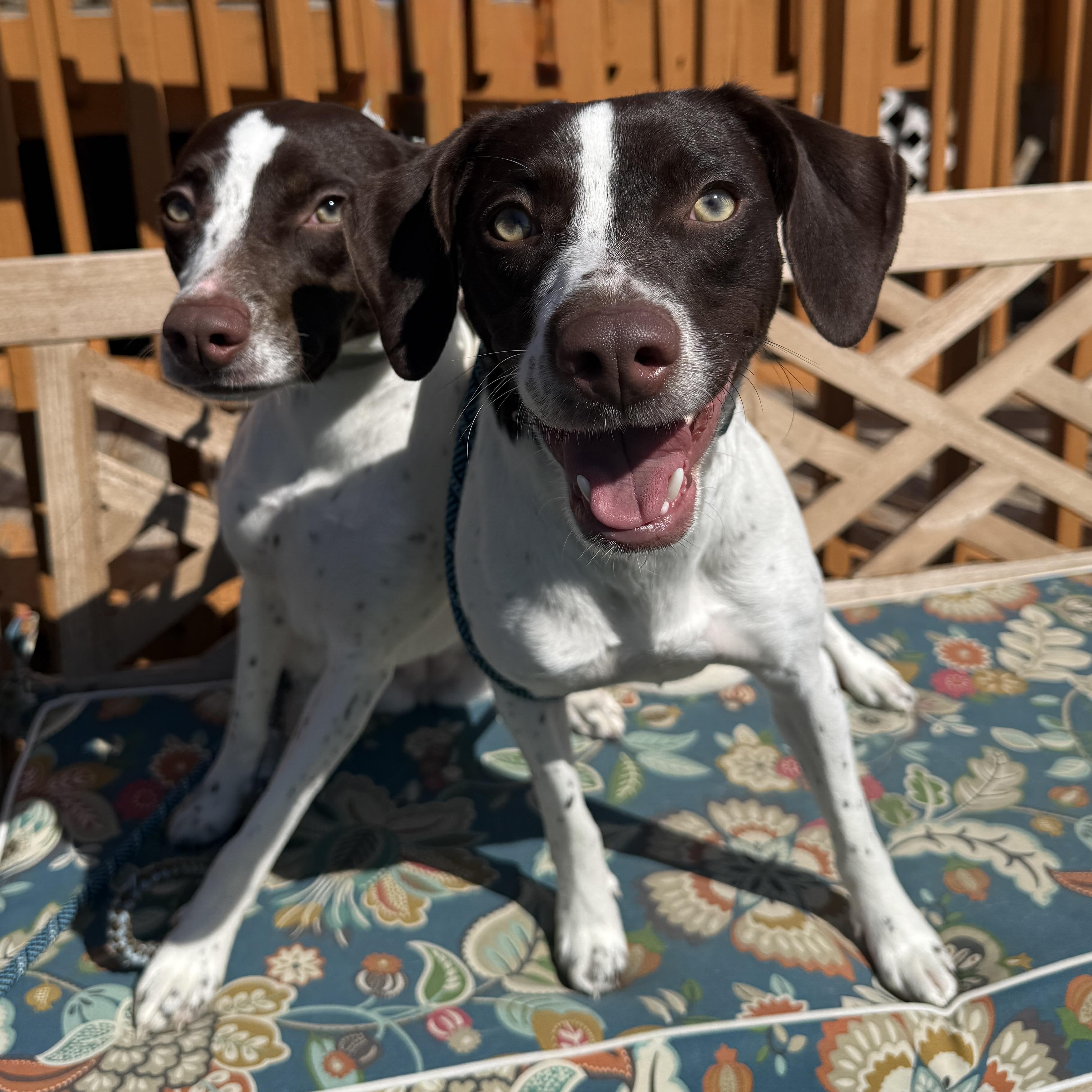 Enlarge Lillian, a ADOPTABLE mixed breed in Washington, PA image 2/4