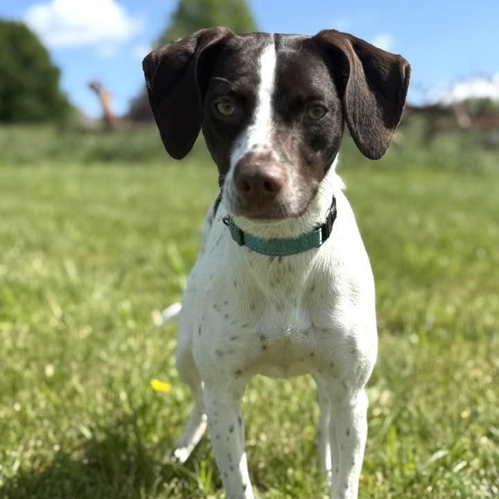 Enlarge Lillian, a ADOPTABLE mixed breed in Washington, PA image 4/4