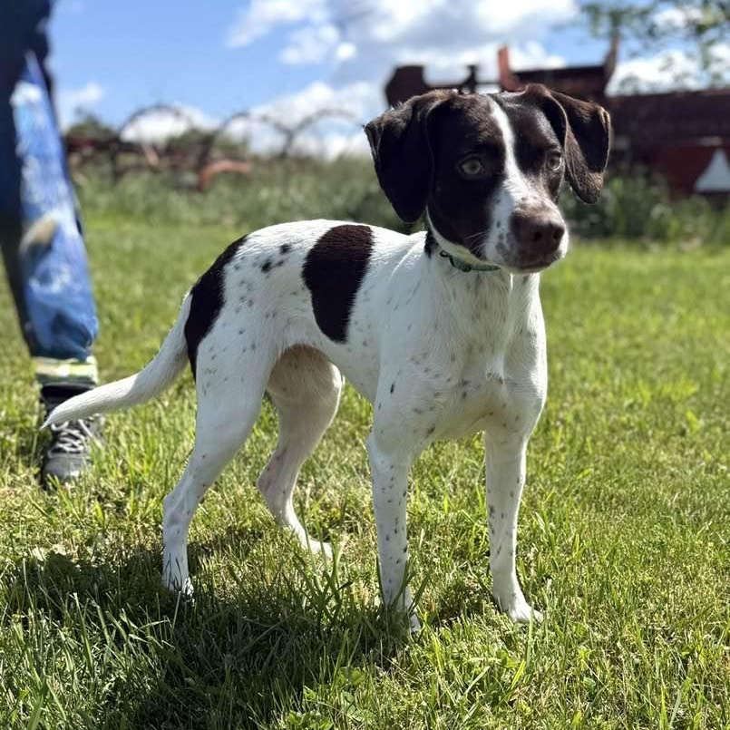 Enlarge Lillian, a ADOPTABLE mixed breed in Washington, PA image 3/4