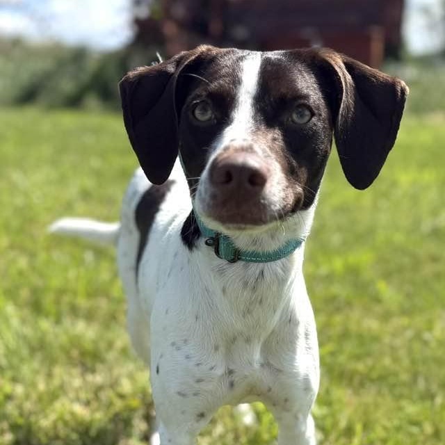 Lillian, ADOPTABLE, Young Female German Shorthaired Pointer & Whippet.