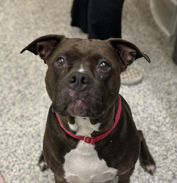 Enlarge Taleah, a Adoptable mixed breed in Golden, CO image 1/1