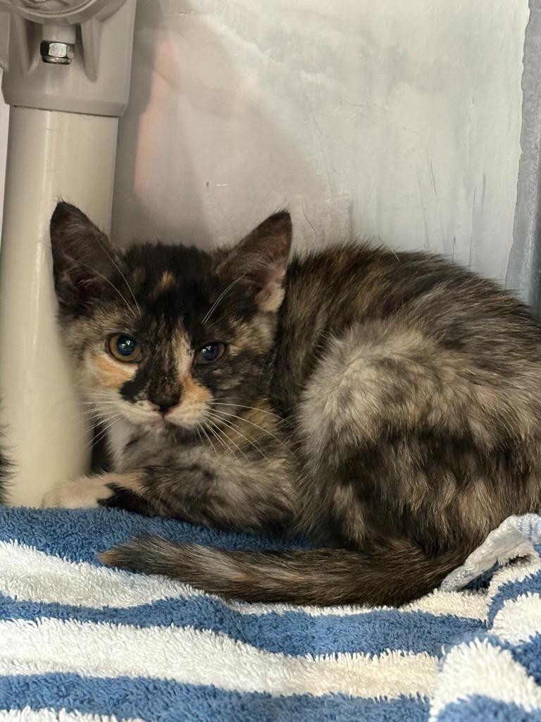 Ember, a Adoptable mixed breed in Gillette, WY image 2/3