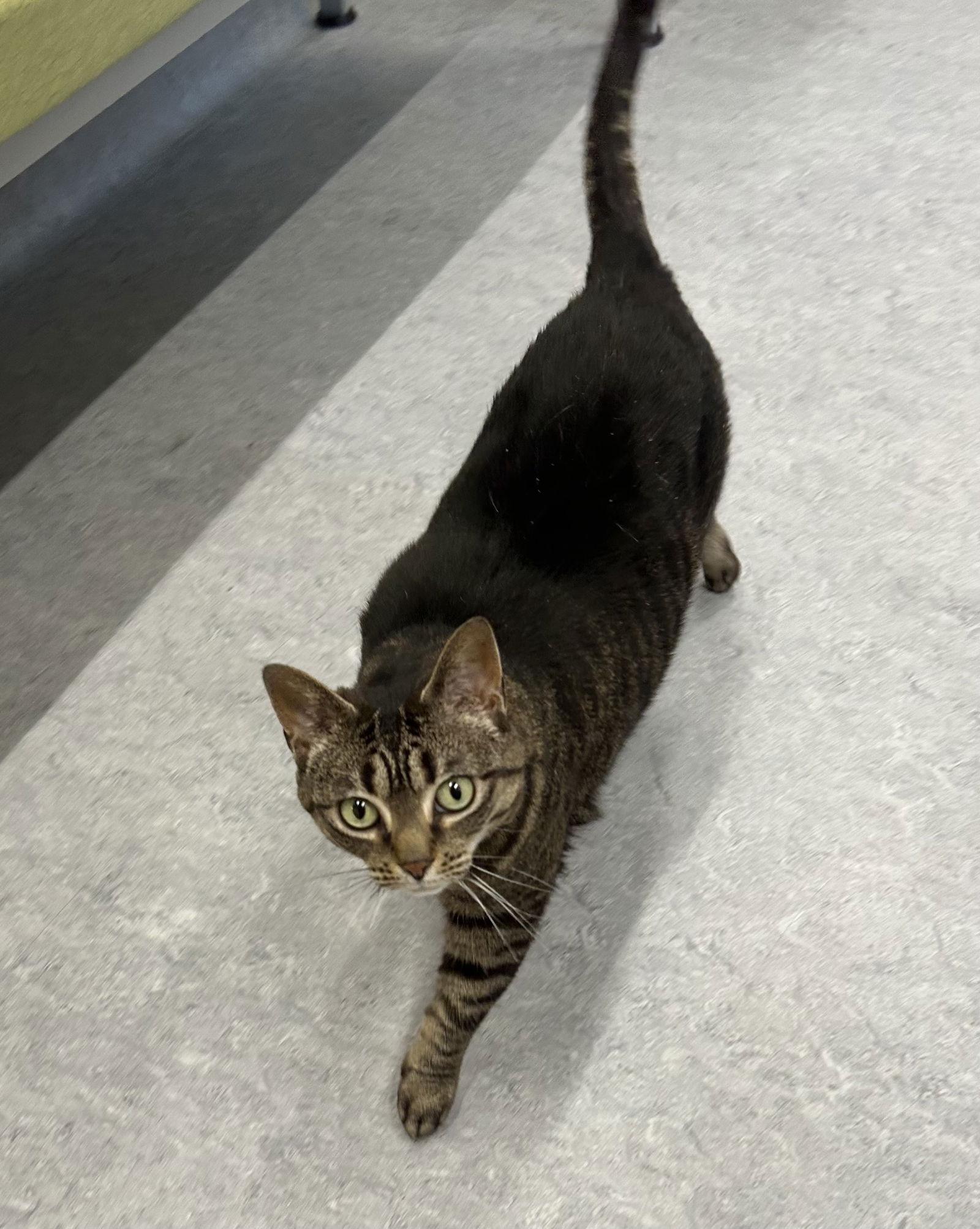 Enlarge Gidget, a Adoptable Domestic Short Hair in Arlington, VT image 1/3