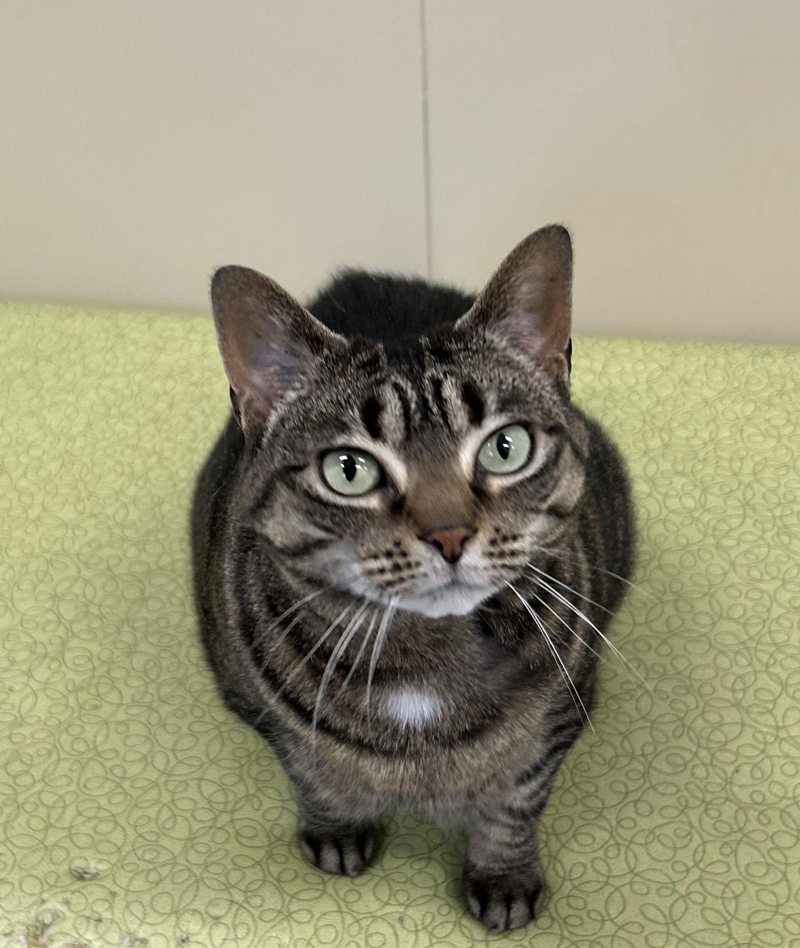 Gidget — thumbnail 2