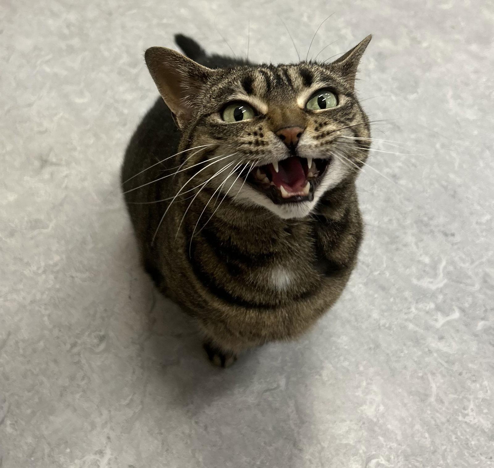 Enlarge Gidget, a Adoptable Domestic Short Hair in Arlington, VT image 3/3