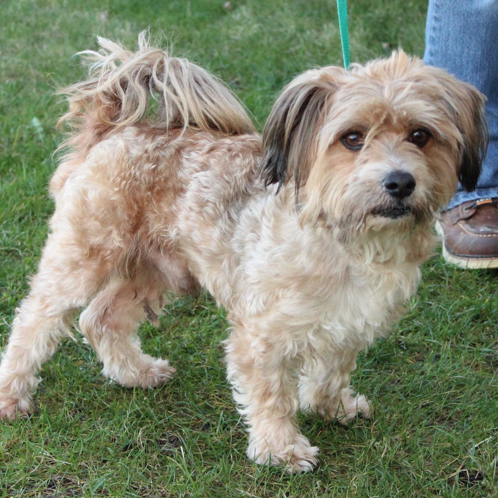 Enlarge Tinker Toy , an adopted mixed breed in Eaton, OH image 2/6