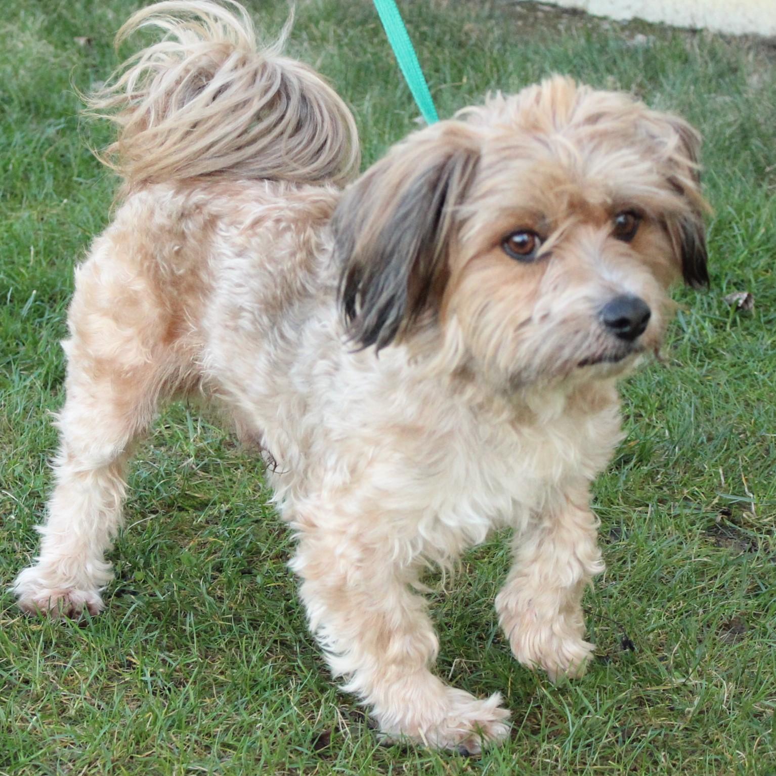 Enlarge Tinker Toy , an adopted mixed breed in Eaton, OH image 4/6