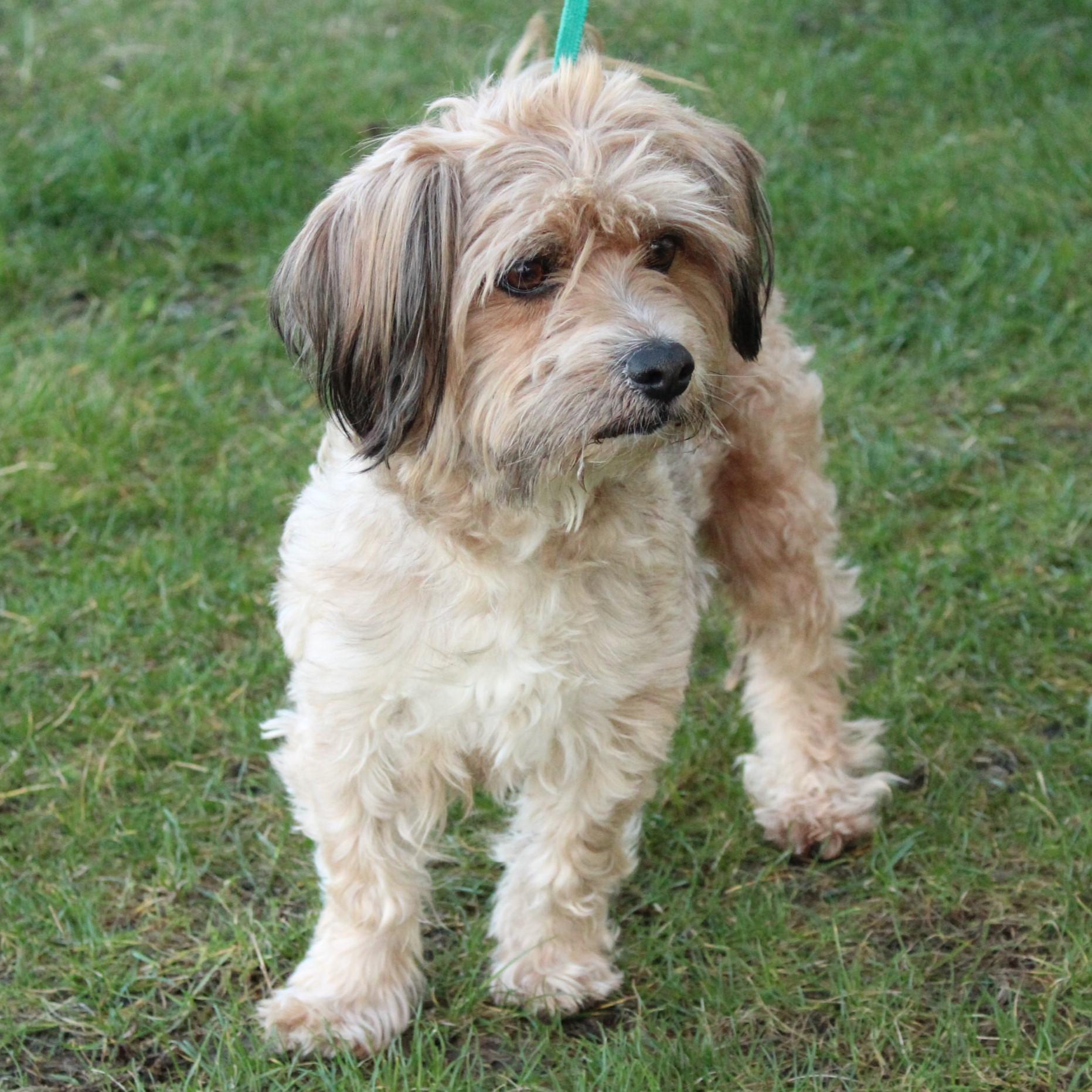 Enlarge Tinker Toy , an adopted mixed breed in Eaton, OH image 5/6