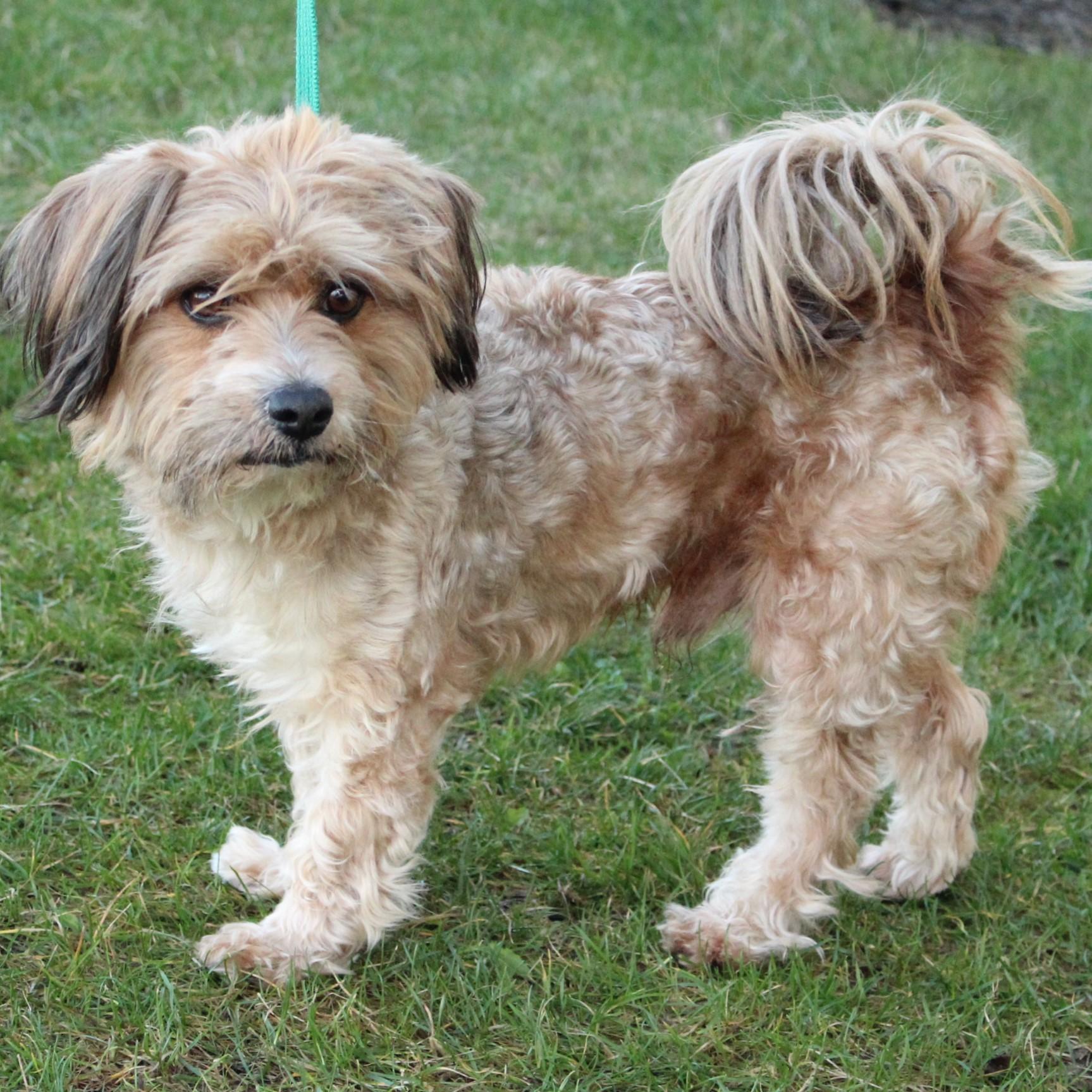 Enlarge Tinker Toy , an adopted mixed breed in Eaton, OH image 6/6