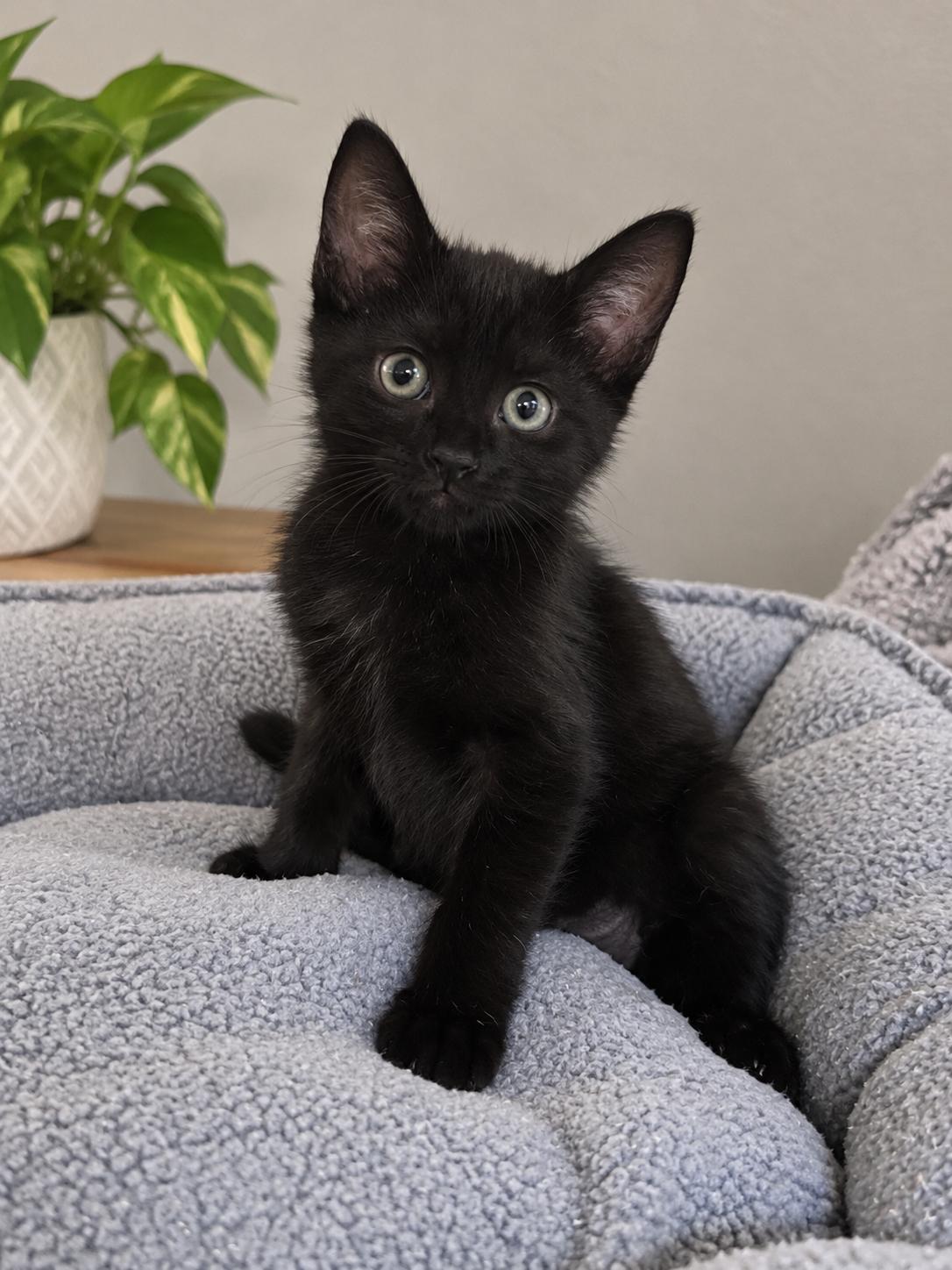 Paige, Adoptable, Kitten Female Domestic Short Hair.