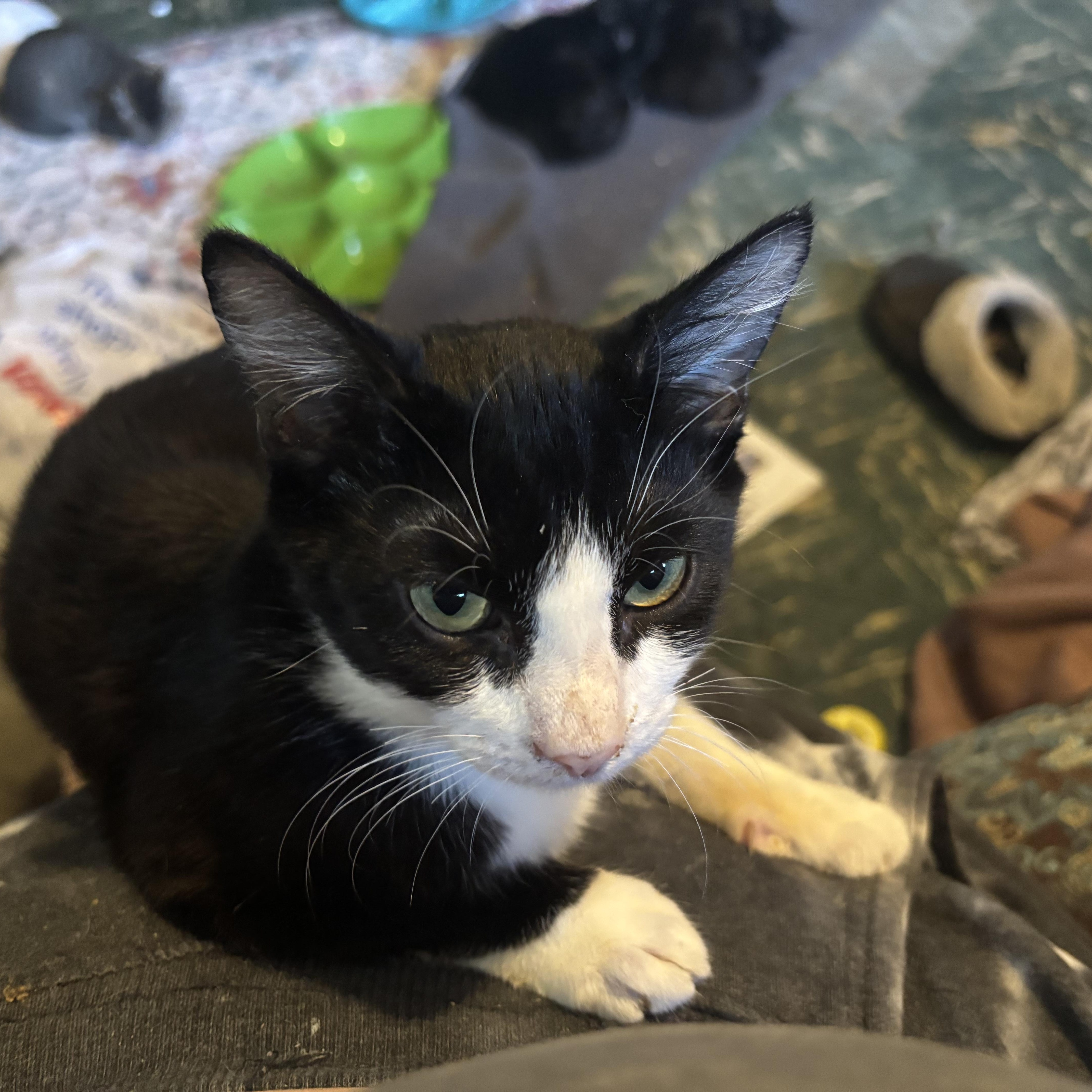 Motorhead, Adoptable, Kitten Male Tuxedo.