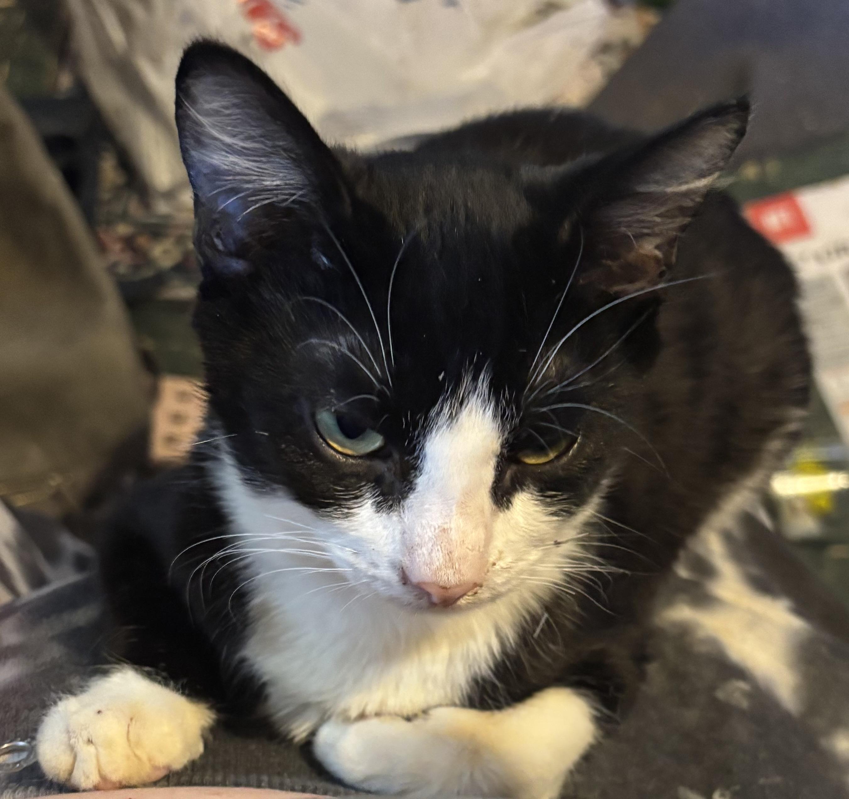 Enlarge Motorhead, a Adoptable Tuxedo in Lancaster, CA image 2/4