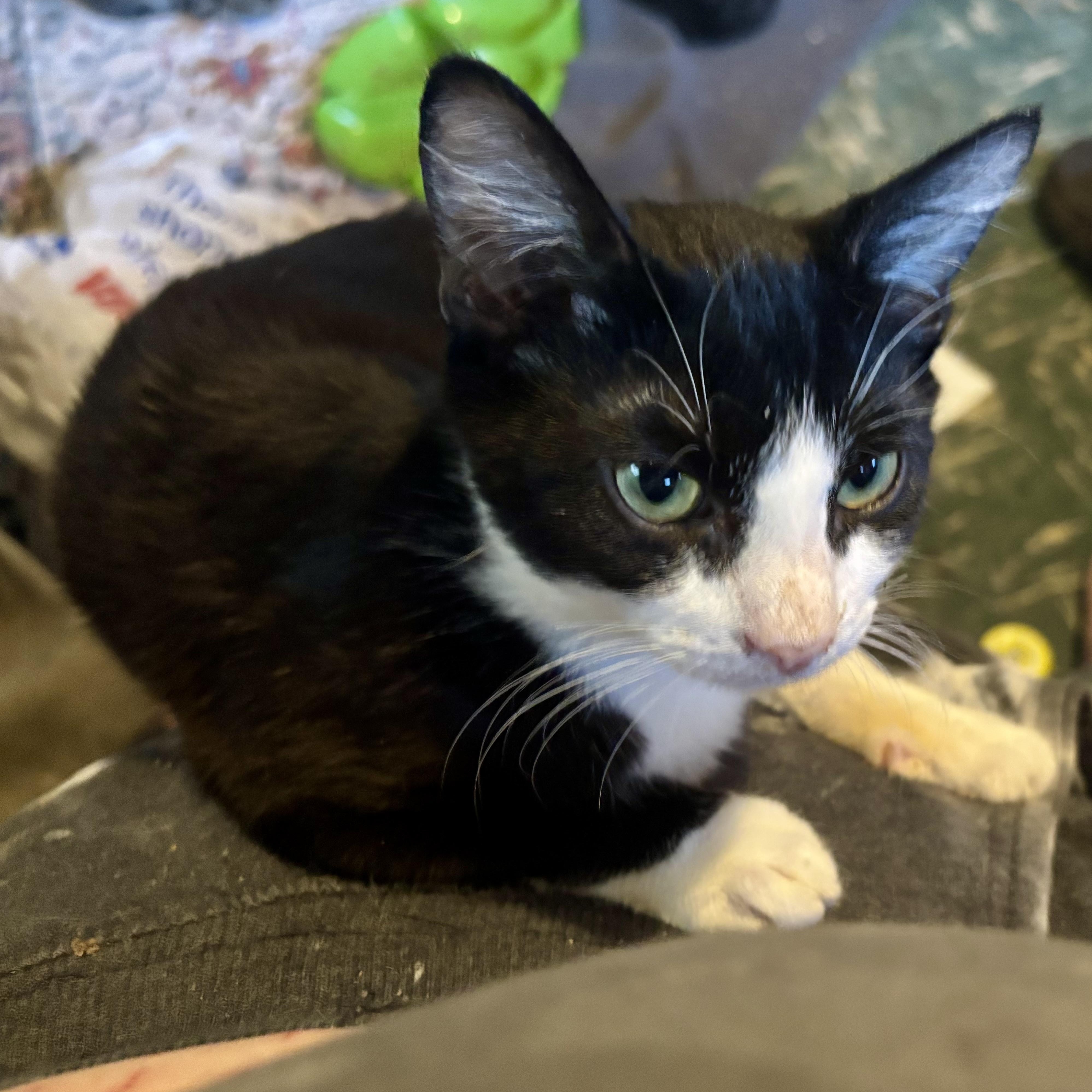 Enlarge Motorhead, a Adoptable Tuxedo in Lancaster, CA image 3/4