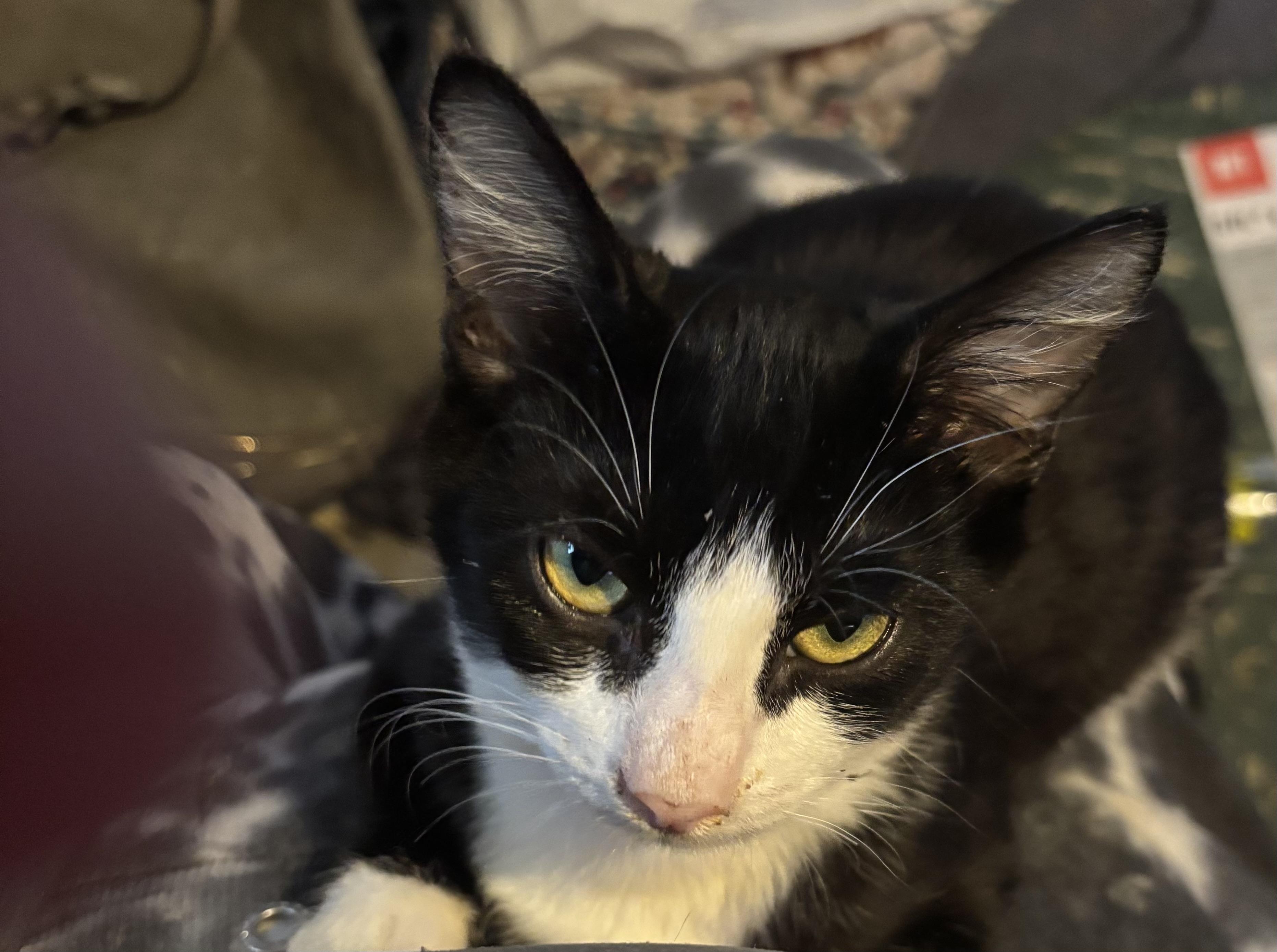 Enlarge Motorhead, a Adoptable Tuxedo in Lancaster, CA image 4/4
