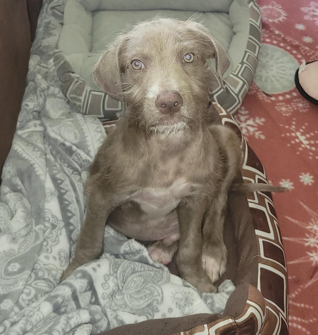 Enlarge Andy, a Adoptable mixed breed in Walker, LA image 1/2