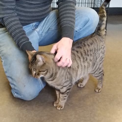 Timmy, Adopted, Adult Male Domestic Short Hair.