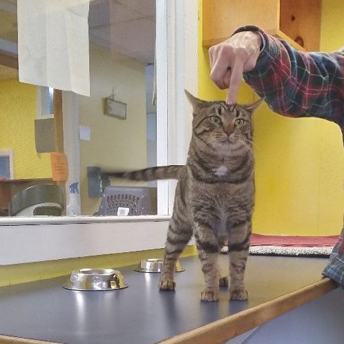 Enlarge Timmy, a Adopted Domestic Short Hair in Charlestown, NH image 2/4