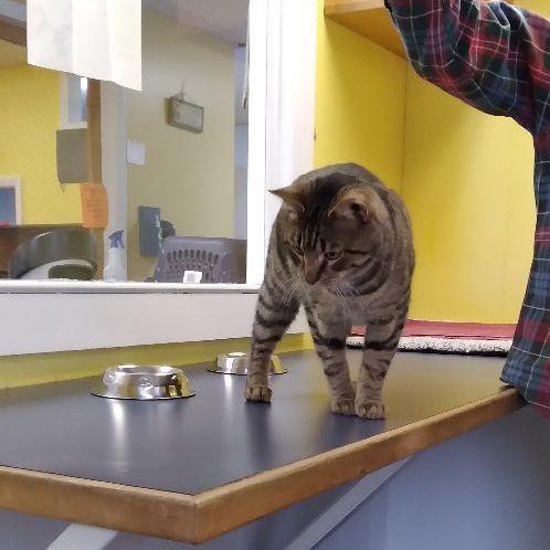 Enlarge Timmy, a Adopted Domestic Short Hair in Charlestown, NH image 3/4