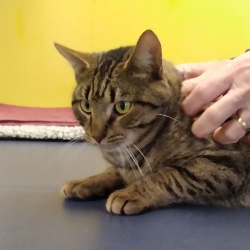 Enlarge Timmy, a Adopted Domestic Short Hair in Charlestown, NH image 4/4