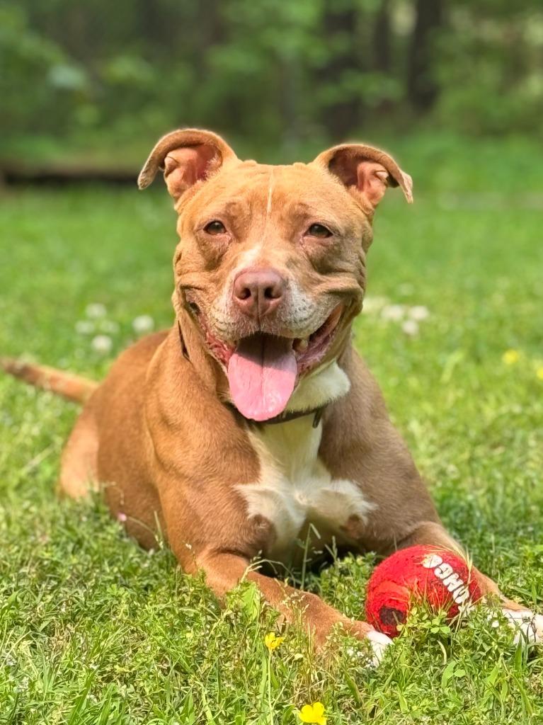 Enlarge Matilda, a Adoptable Pit Bull Terrier in Berlin, MD image 2/6