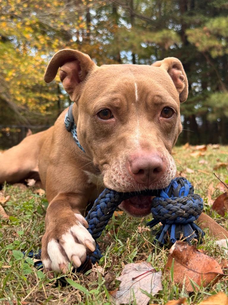 Enlarge Matilda, a Adoptable Pit Bull Terrier in Berlin, MD image 3/6