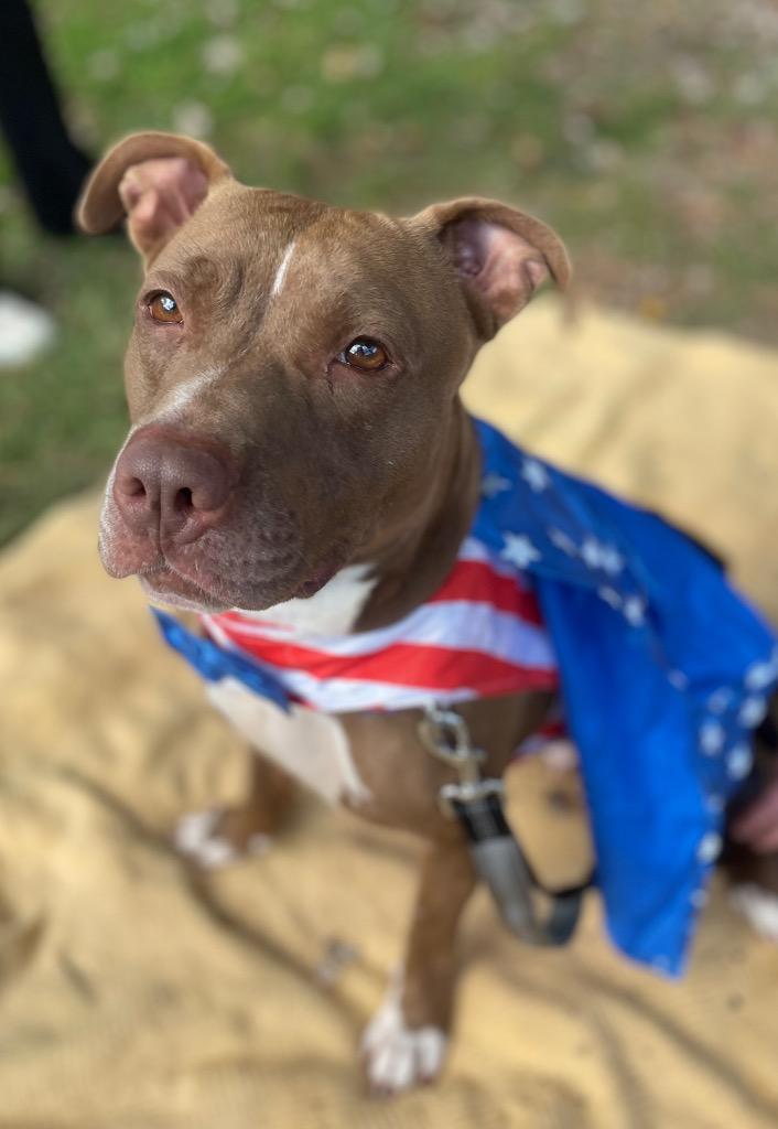 Enlarge Matilda, a Adoptable Pit Bull Terrier in Berlin, MD image 4/6
