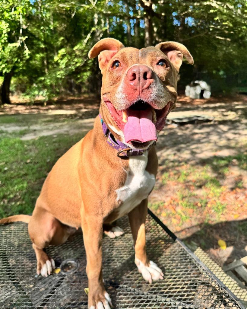 Enlarge Matilda, a Adoptable Pit Bull Terrier in Berlin, MD image 4/6