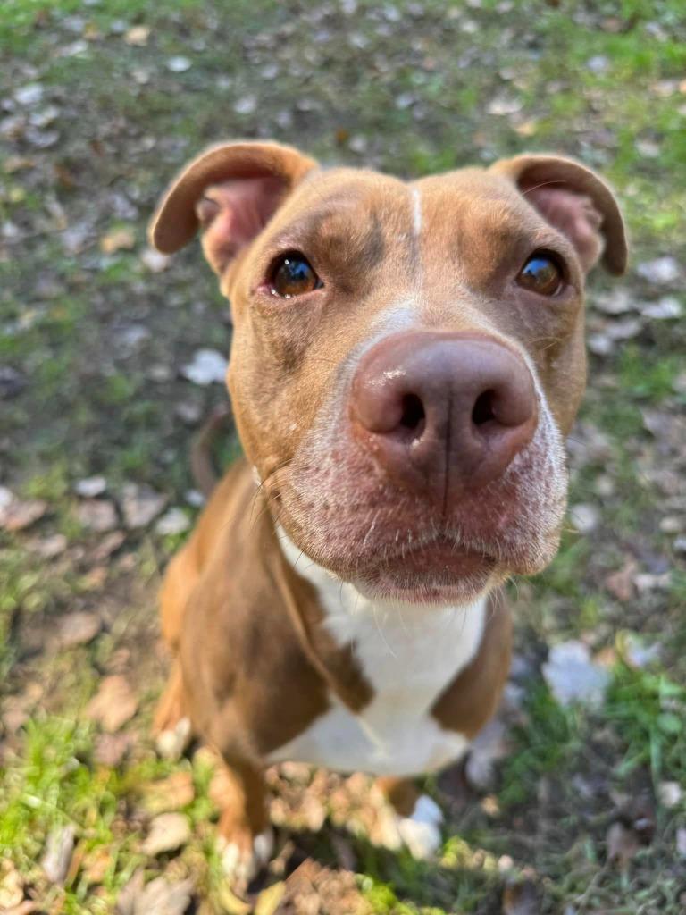 Enlarge Matilda, a Adoptable Pit Bull Terrier in Berlin, MD image 5/6
