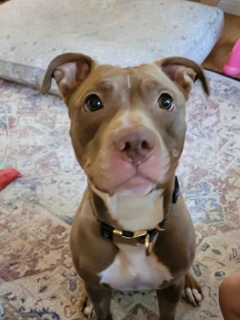 Enlarge Matilda, a Adoptable Pit Bull Terrier in Berlin, MD image 6/6