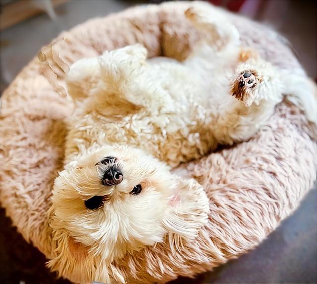 Star, Adoptable, Adult Female Maltese.