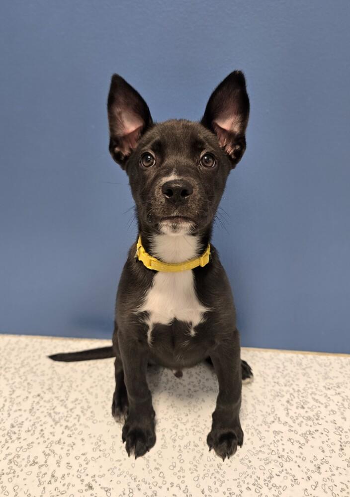 ShyMoon, Adoptable, Puppy Male Mixed Breed.