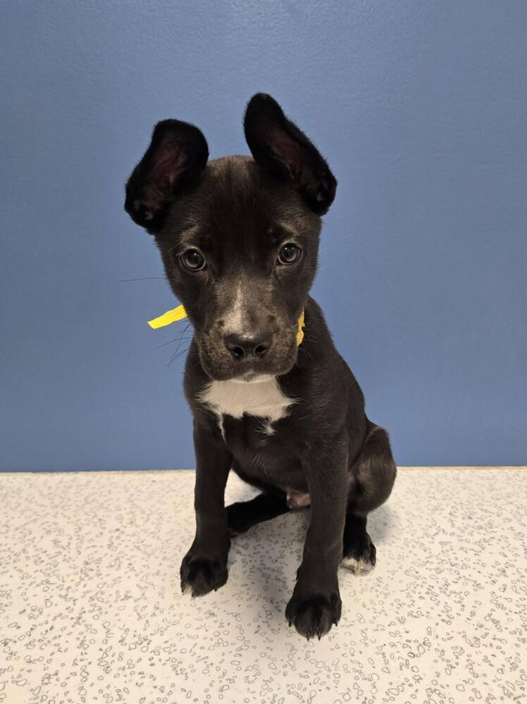 Enlarge ShyMoon, a Adoptable mixed breed in Wellington, KS image 2/5