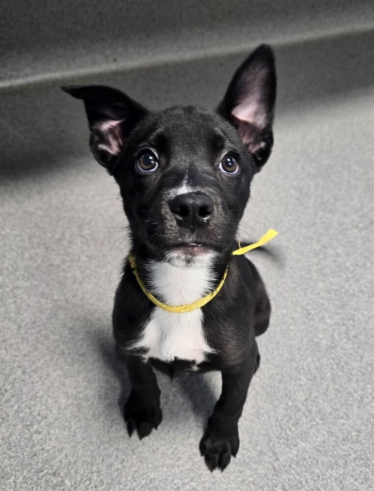 Enlarge ShyMoon, a Adoptable mixed breed in Wellington, KS image 3/5