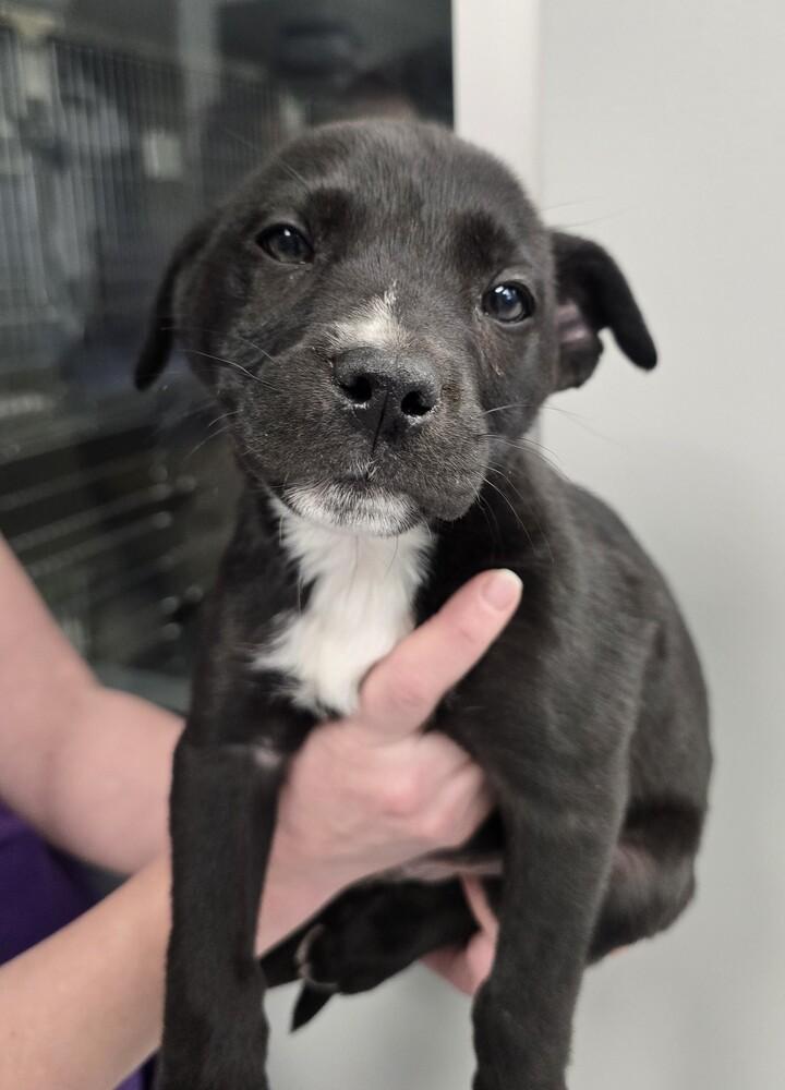 Enlarge ShyMoon, a Adoptable mixed breed in Wellington, KS image 4/5