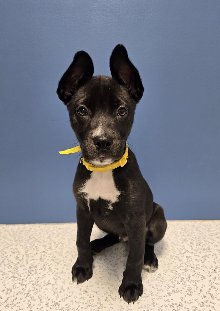 Enlarge ShyMoon, a Adoptable mixed breed in Wellington, KS image 5/5