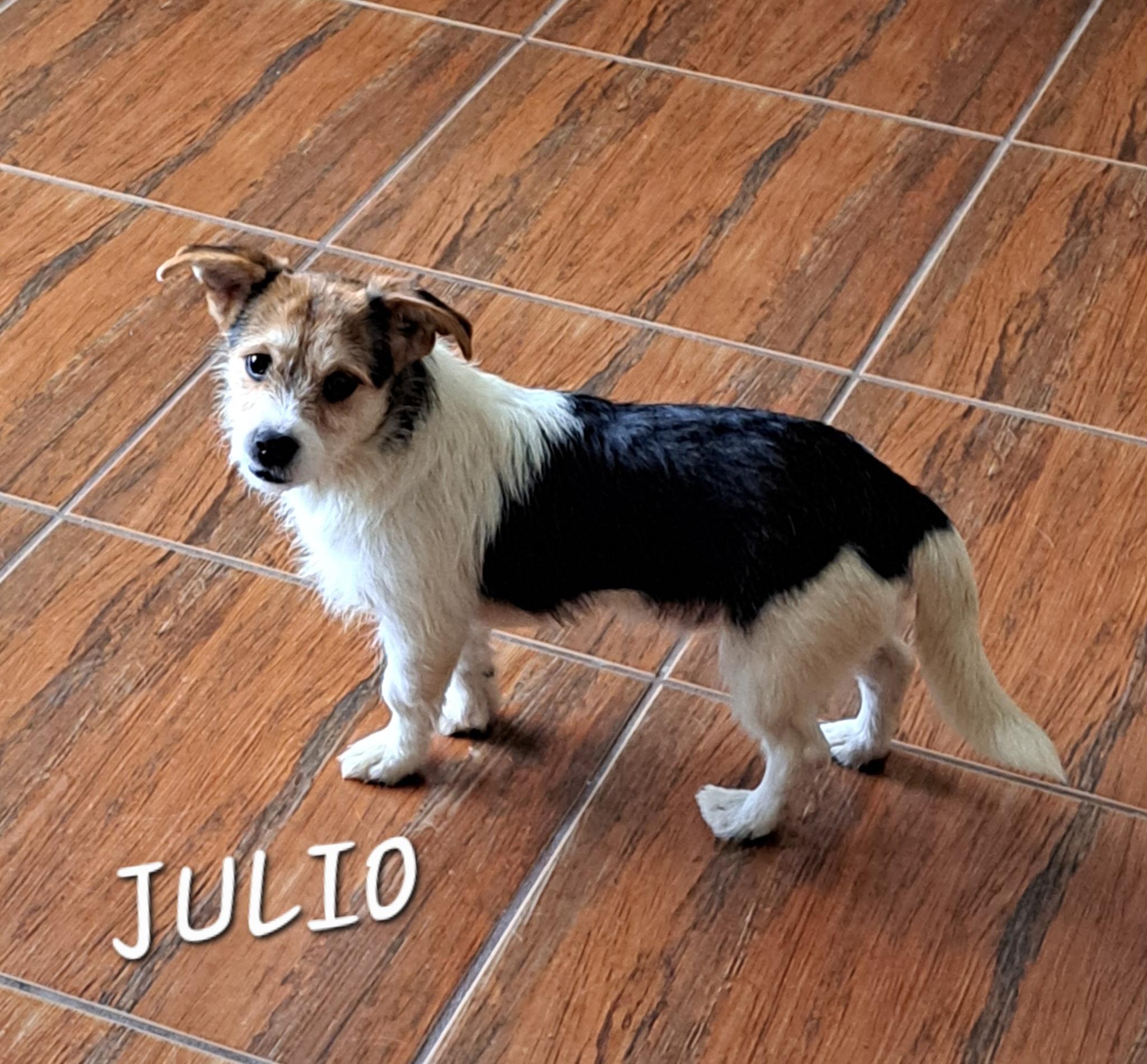 Julio , ADOPTABLE, Young Male Chihuahua & Terrier.