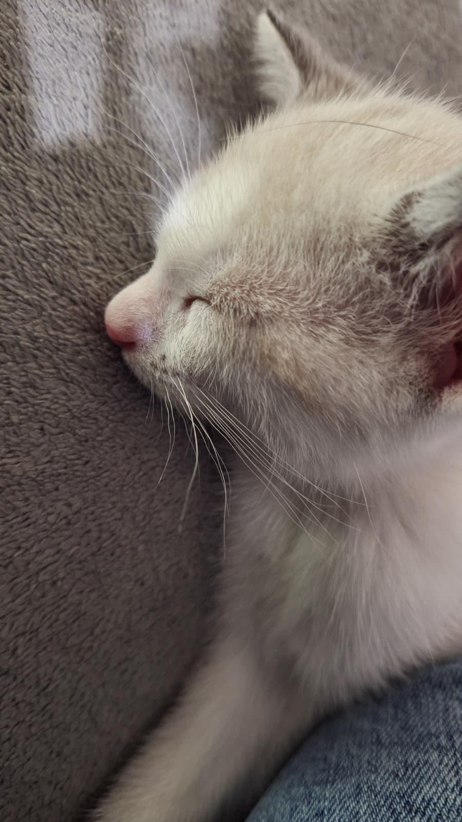 Wilykit (bonded with Snarf), an adopted Domestic Short Hair in Cumming, GA image 5/5