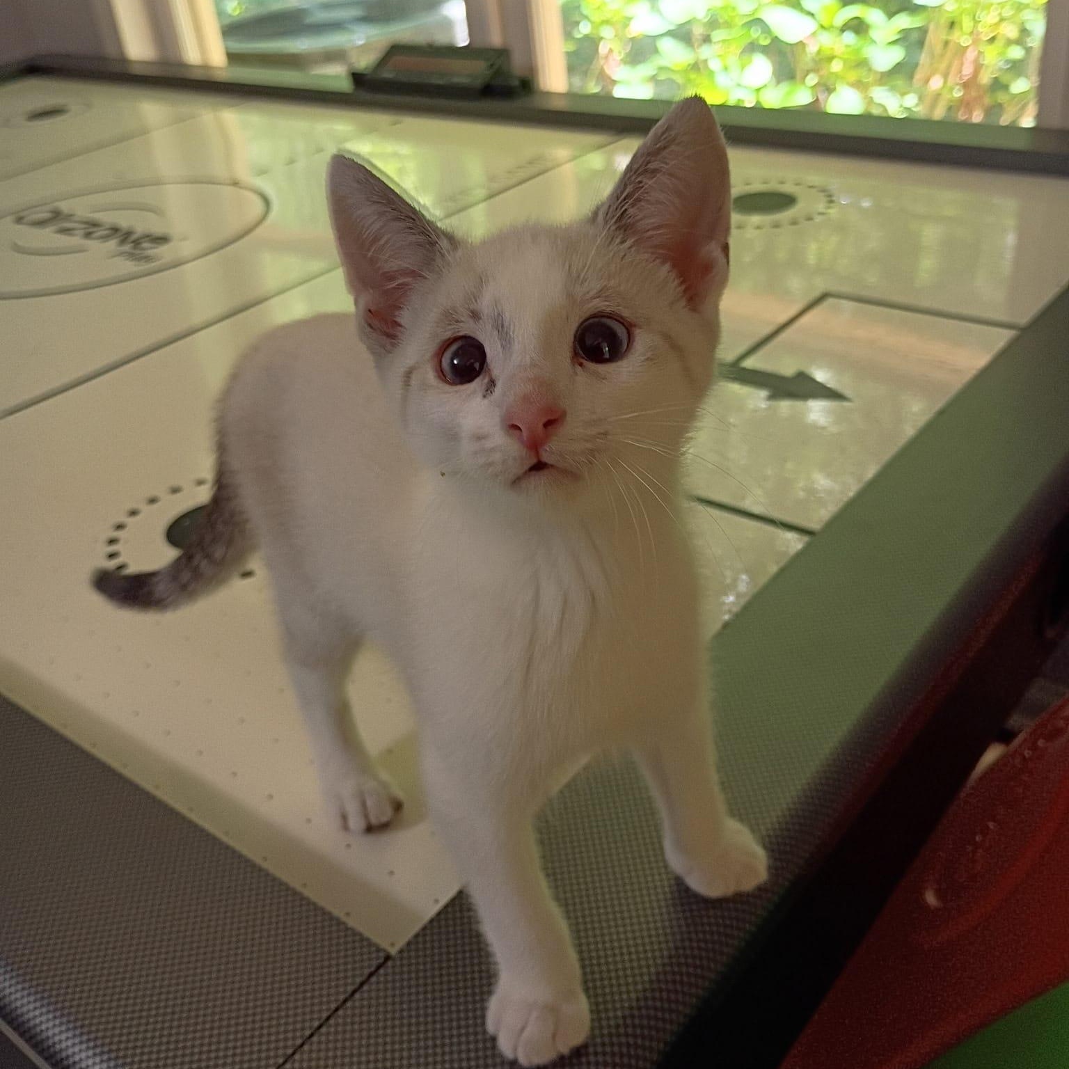Wilykit (bonded with Snarf), adopted, Kitten Male Domestic Short Hair.