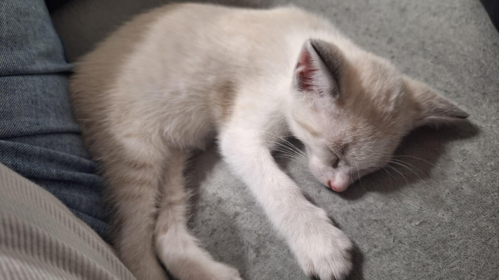 Wilykit (bonded with Snarf), an adopted Domestic Short Hair in Cumming, GA image 4/5
