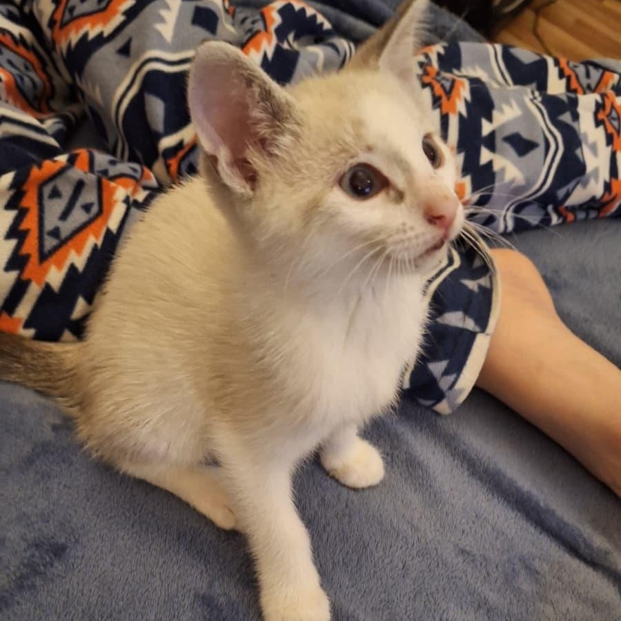 Wilykit (bonded with Snarf), an adopted Domestic Short Hair in Cumming, GA image 2/5