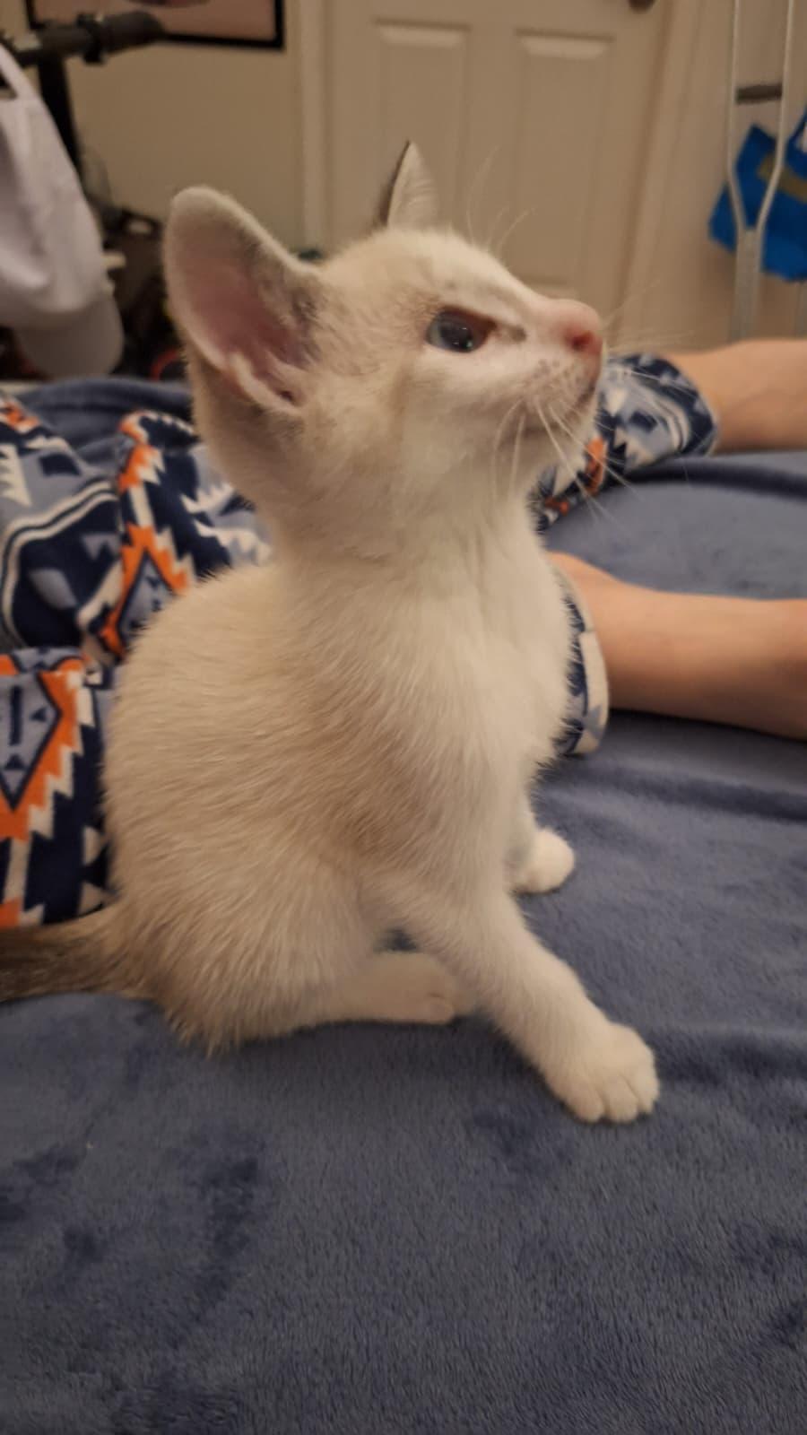 Wilykit (bonded with Snarf), an adopted Domestic Short Hair in Cumming, GA image 3/5