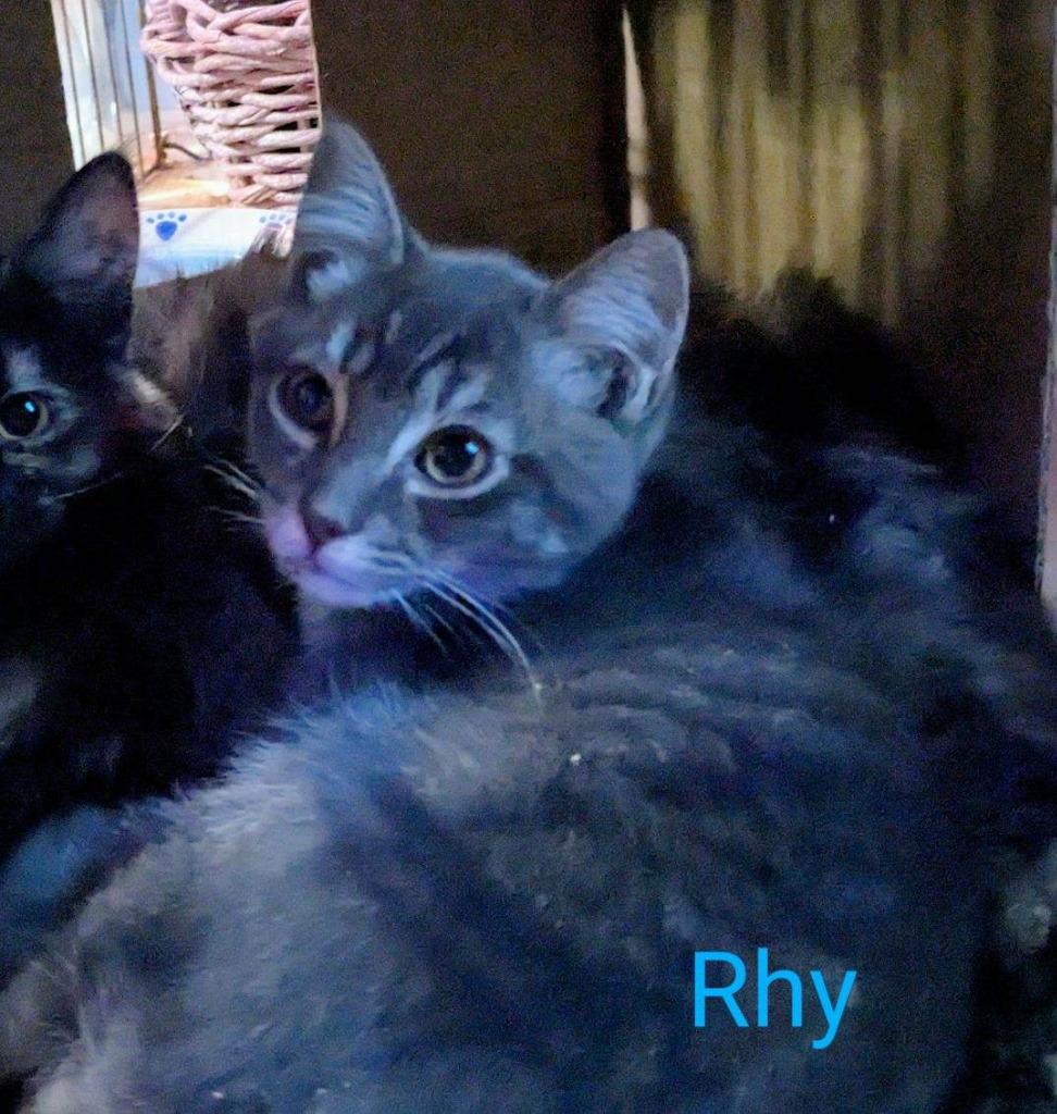 Enlarge Rye, a Adoptable Domestic Short Hair in The Dalles, OR image 1/1