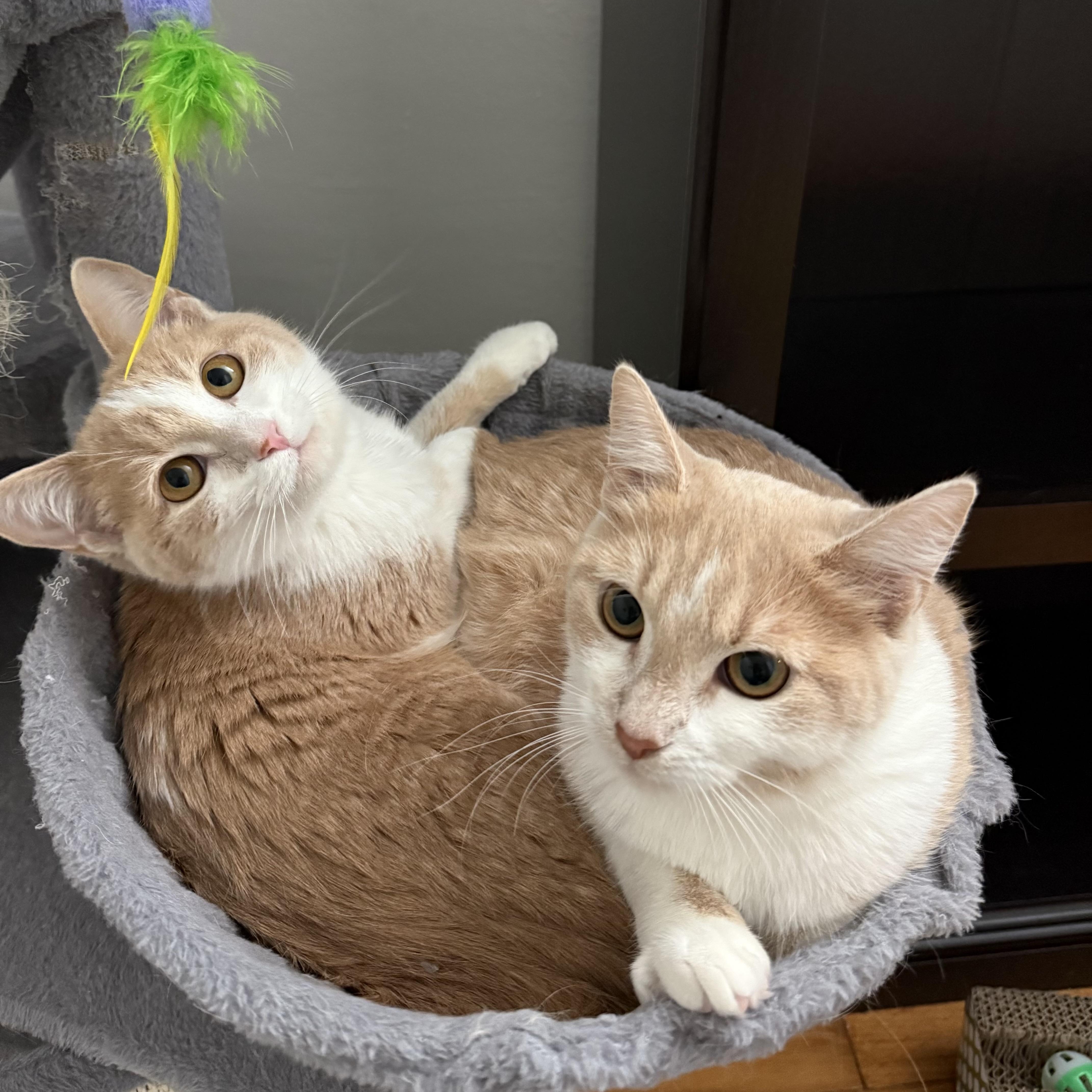 Rollie & Velcro (bonded sisters), Adoptable, Kitten Female Domestic Short Hair.