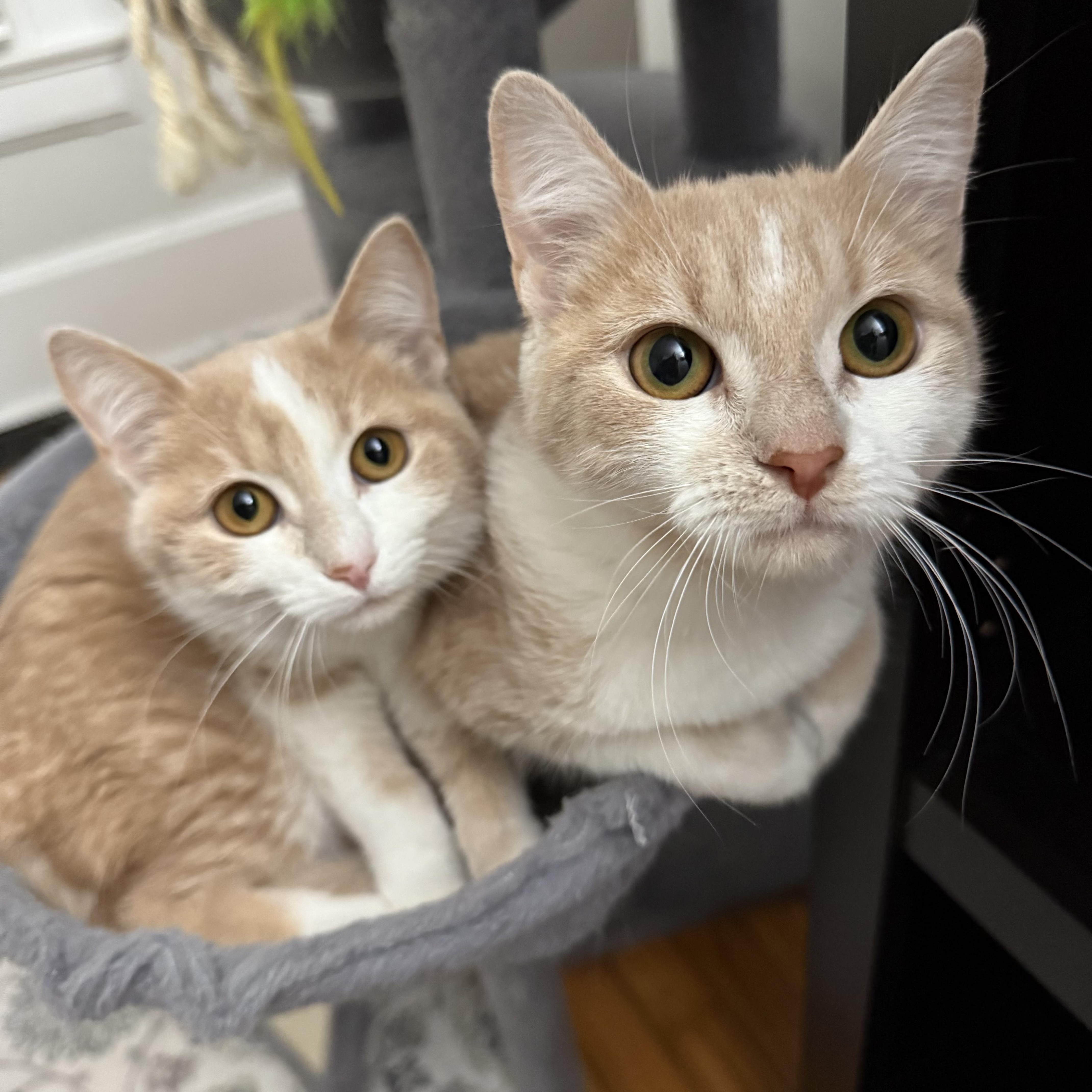 Rollie & Velcro (bonded sisters), a Adoptable Domestic Short Hair in DeWitt, NY image 2/4