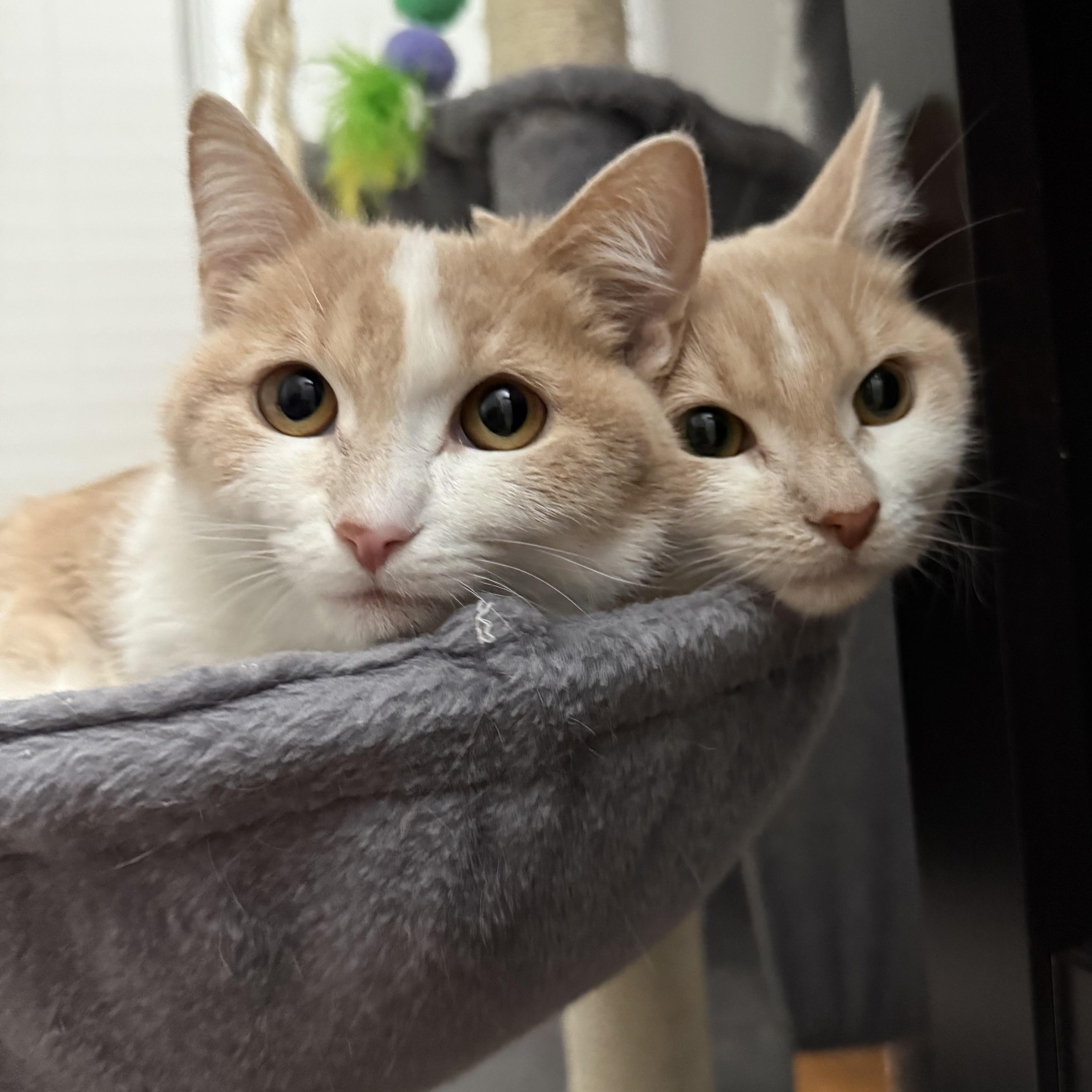Rollie & Velcro (bonded sisters), a Adoptable Domestic Short Hair in DeWitt, NY image 4/4