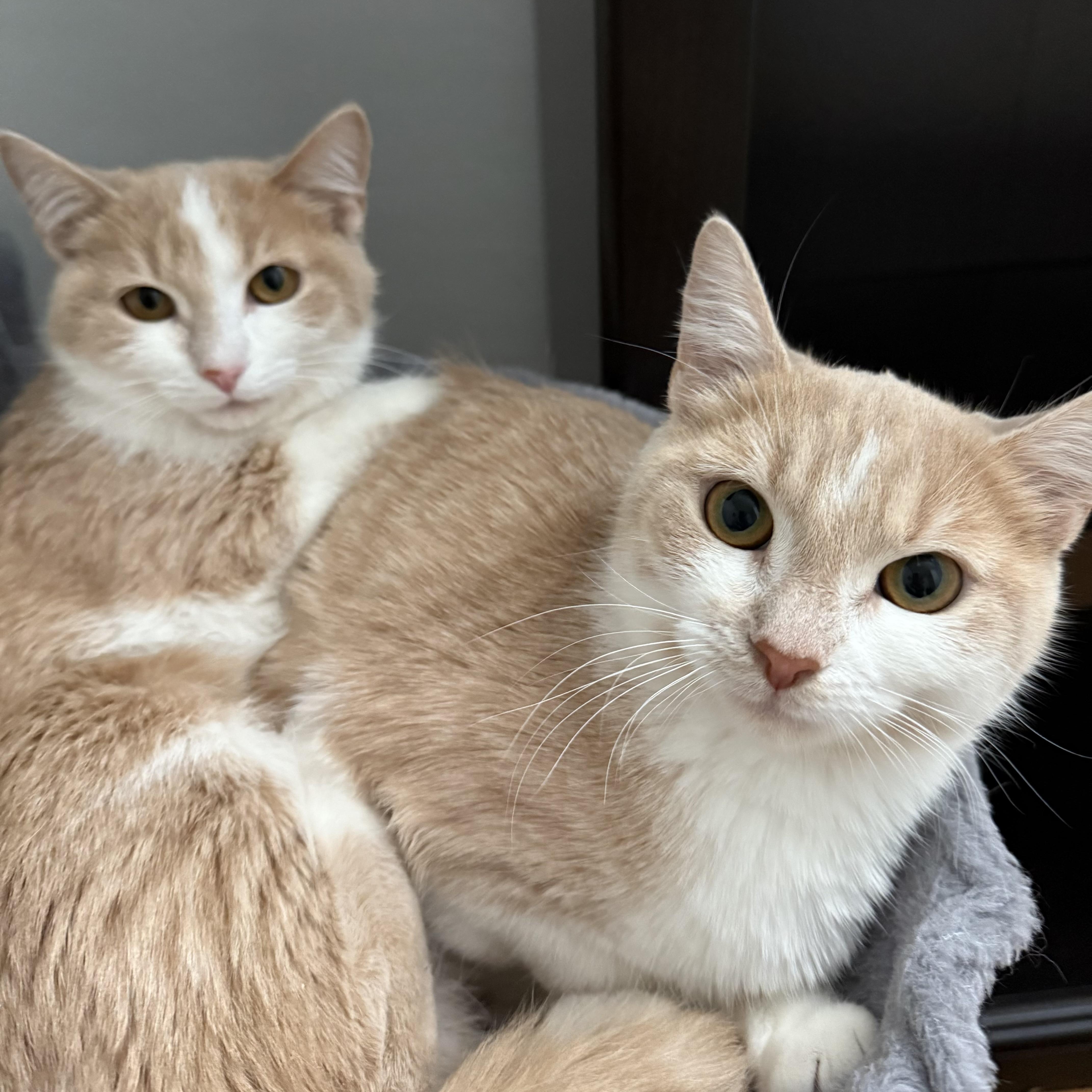Rollie & Velcro (bonded sisters), a Adoptable Domestic Short Hair in DeWitt, NY image 1/4
