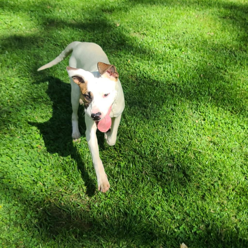 Enlarge Tylen, a Adoptable mixed breed in La Plata, MD image 1/5